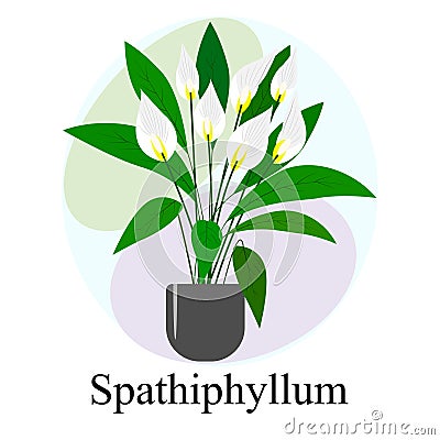 Flowering houseplant Spathiphyllum. White spathiphyllum flowers Vector Illustration