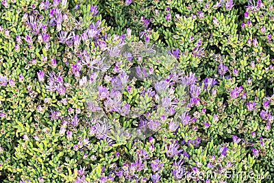 Flowering Iceplants on the Pacific Coast of California Stock Photo