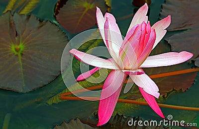 Flowering pink water lily Stock Photo