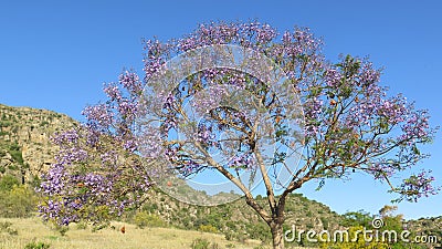 Flowering Jacaranda Tree Stock Photo