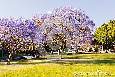 Flowering Jacaranda Trees Stock Photo