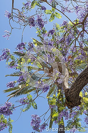 Flowering Jacaranda trees Marbella Spain Stock Photo