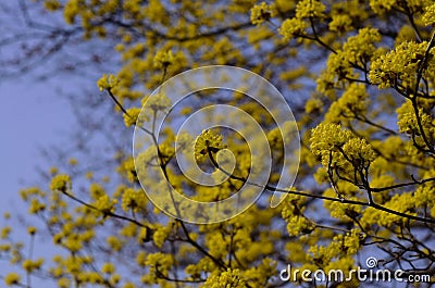 Flowering Japanese cornelian cherry in spring, Japan Stock Photo