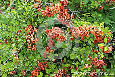 Flowering quince blossoms in a springtime Stock Photo