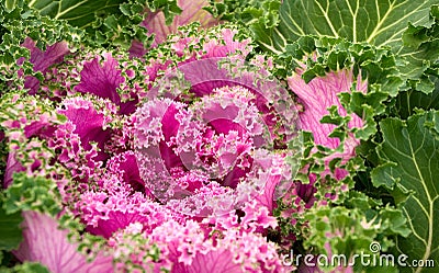 Flowering kale Stock Photo