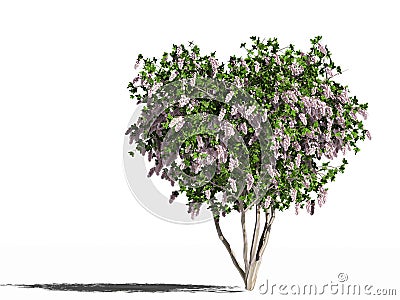 Flowering lagerstroemia indica Stock Photo