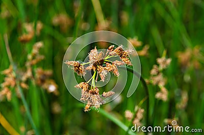 Flowering lake reed (Scirpus lacustris) on the river bank Stock Photo