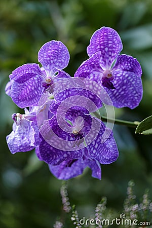 Flowering large violet orchid of the genus Vanda in the garden Stock Photo