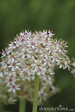 Flowering Leek Stock Photo