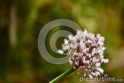 A flowering from a leek plant Stock Photo