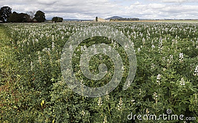 Flowering Legume Stock Photo