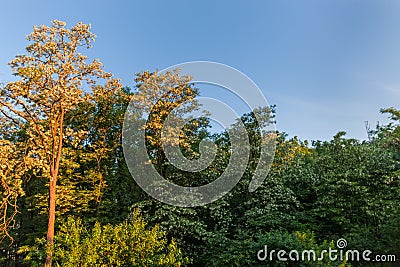 Flowering locust trees in old park against sky at sunrise Stock Photo