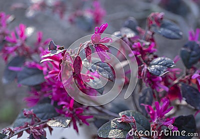 Flowering Loropetalum chinense Stock Photo