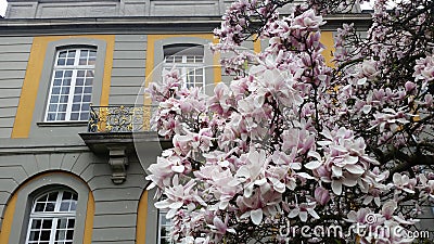 Flowering Magnolie tree Stock Photo