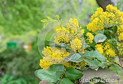Flowering of Magonia Holm. Yellow-green flowers of Mahonia aquifolium. Evergreen shrub of Barberry family Berberidaceae Stock Photo