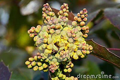 Flowering Mahonia aquifolium. Oregon-grape yellow blossom Stock Photo