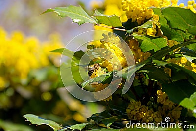 Flowering Mahonia aquifolium. Mahonia is a species of flowering plant in the family Berberidaceae, native to western North America Stock Photo