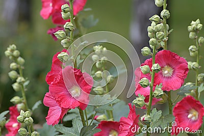 The Flowering mallow in a birch grove Stock Photo