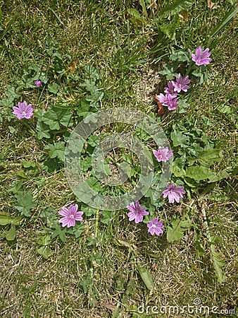 Flowering Mallow Stock Photo