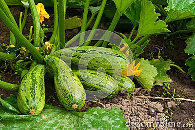 Flowering marrow with fruits Stock Photo