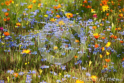 Flowering meadow Stock Photo