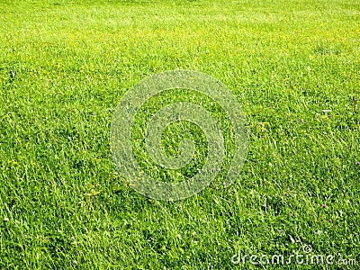 Flowering meadow Stock Photo