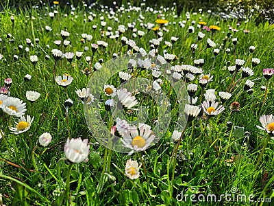 Flowering meadow daisies green grass Stock Photo