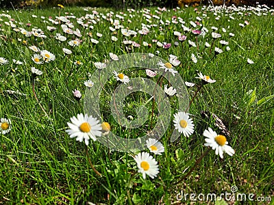 Flowering meadow daisies green grass Stock Photo