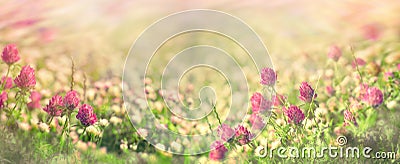 Flowering meadow in spring, flowering clover Stock Photo