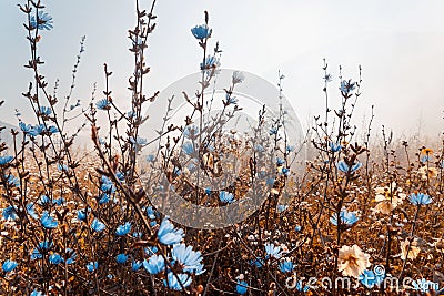 Flowering Meadow. Wildflowers. Nature Landscape Stock Photo