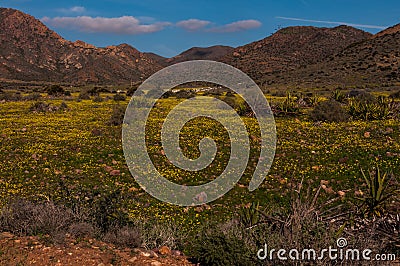 Flowering meadows in cabo de cata Stock Photo