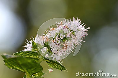 A flowering Mint plant Stock Photo