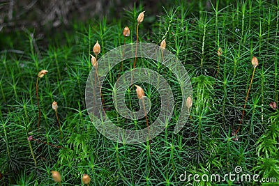 Flowering moss Stock Photo