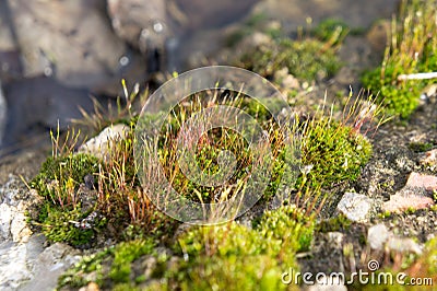 Flowering moss near the puddle in April Stock Photo