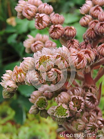 Flowering moss Stock Photo