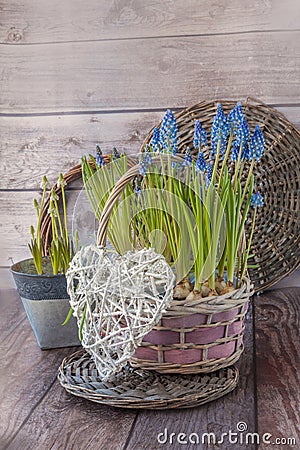 Flowering muscari in baskets and vintage heart Stock Photo