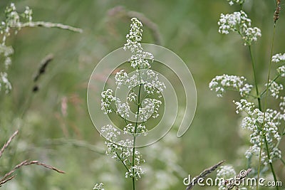 Flowering northern bedstraw Galium boreale plant with white flowers in meadow Stock Photo