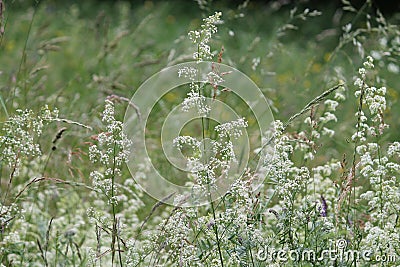 Flowering northern bedstraw Galium boreale plant with white flowers in meadow Stock Photo