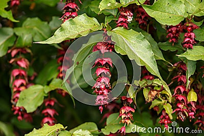 Flowering Nutmeg or Himalayan Honeysuckle - Leycesteria formosa Berries Stock Photo