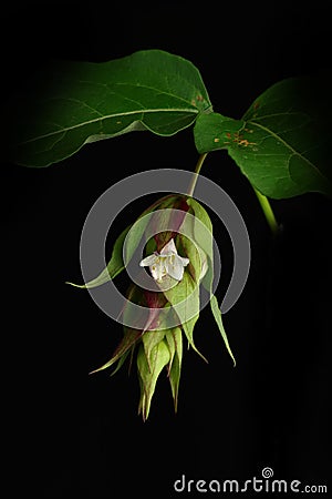 Flowering Nutmeg or Himalayan Honeysuckle - Leycesteria formosa Berries Stock Photo