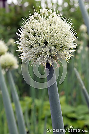 flowering onion (lat.Allium fistulosum) close-up Stock Photo