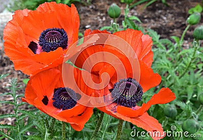 Flowering Orange Oriental Poppies in Bloom in Spring Stock Photo