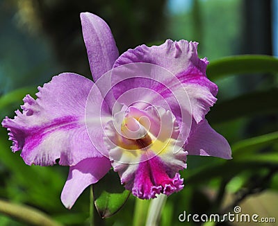Flowering orchids in Botanical Garden Stock Photo