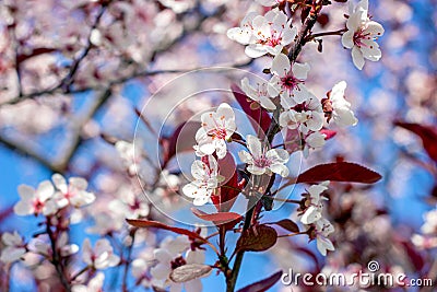 Flowering ornamental purple-leaf plum Hollywood with white flowers in the garden in spring. Stock Photo