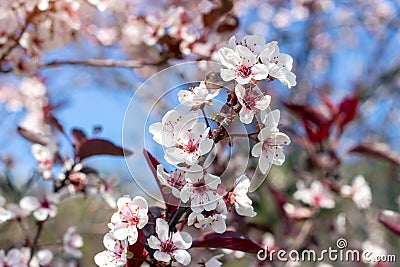 Flowering ornamental purple-leaf plum Hollywood with white flowers in the garden in spring. Stock Photo