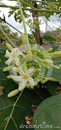 a flowering papaya fruit plant Stock Photo