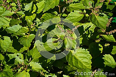 Flowering patchouli plant Stock Photo