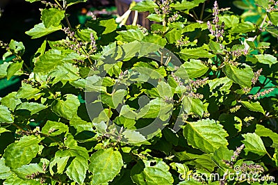 Flowering patchouli plant in sunshine Stock Photo