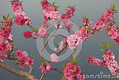 Flowering peach Stock Photo
