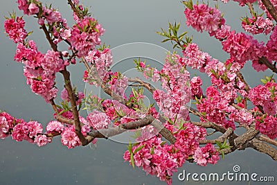 Flowering peach Stock Photo